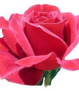 Cindy Lunny Condolences - Windsor, Ontario | Families First